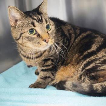 Domestic Short Hair Cats Available for Adoption in Voorhees Township, New Jersey - Cuddles | PetCurious