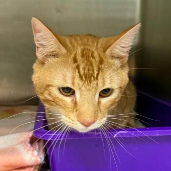 Emmett -  Domestic Short Hair Cat for Adoption in Jacksonville, Arkansas - Emmett | PetCurious