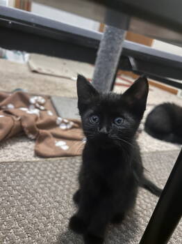 Rescue Domestic Short Hair Cats for Adoption - Chucky | PetCurious