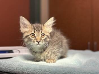 FREYA -  Domestic Short Hair Cat for Adoption in Rancho Cucamonga, California - FREYA | PetCurious