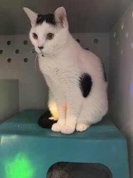 Bogyo -  Domestic Short Hair Cat for Adoption - Bogyo | PetCurious