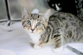 Fonzie -  Domestic Short Hair Cat for Adoption in Brunswick, Georgia - Fonzie | PetCurious