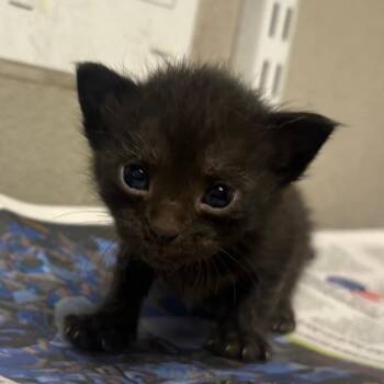 Domestic Short Hair Cats Available for Adoption in Yuma, Arizona - Batman | PetCurious