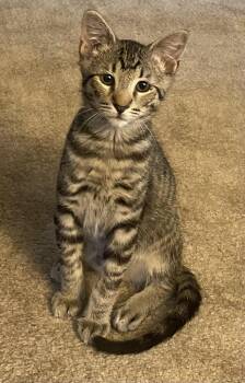 Mambo (bonded with Nala) -  Domestic Short Hair and American Shorthair Cat for Adoption in Maple Valley, Washington - Mambo (bonded With Nala) | PetCurious
