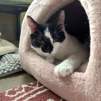 Domestic Short Hair Cats Available for Adoption in Winchester, Virginia - Cry Baby | PetCurious