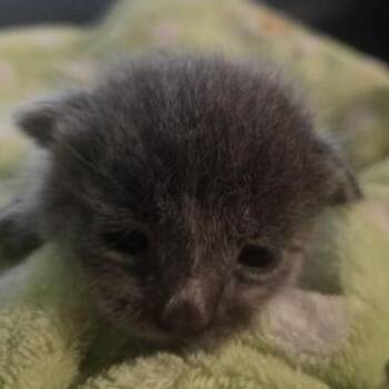 Hoss -  Russian Blue Cat for Adoption in Liverpool, Texas - Hoss | PetCurious