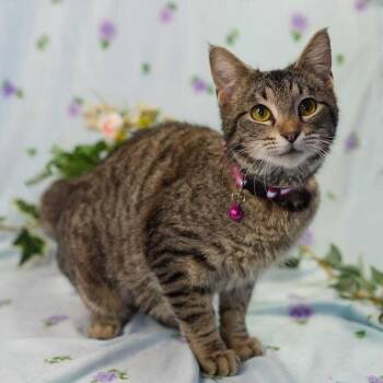 Domestic Short Hair Cats Available for Adoption in Wheaton, Illinois - Geraldine | PetCurious
