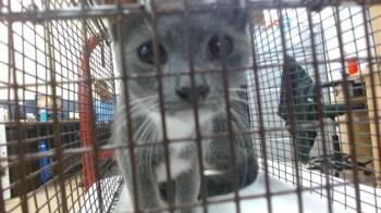 ROSITA -  Domestic Short Hair Cat for Adoption in Doral, Florida - ROSITA | PetCurious