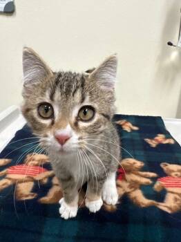 Rescue Domestic Short Hair Cats for Adoption in Ladysmith, Wisconsin - Ember | PetCurious