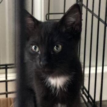 Mayhem -  Domestic Short Hair Cat for Adoption in Marion, Illinois - Mayhem | PetCurious