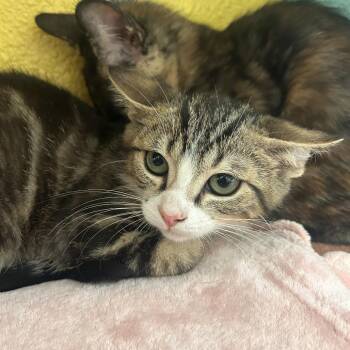 Mr. Nebbercracker -  Domestic Short Hair Cat for Adoption in Fresno, California - Mr. Nebbercracker | PetCurious