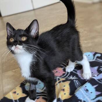 Izzie -  Domestic Short Hair Cat for Adoption in Huntsville, Alabama - Izzie | PetCurious