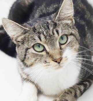 Cha Cha is our momma snuggle bug - WHAT A STORY - THERAPY sweet -  Bengal and Turkish Van Cat for Adoption in Bedford Hills, New York - Cha Cha Is Our Momma Snuggle Bug - WHAT A STORY - THERAPY Sweet | PetCurious