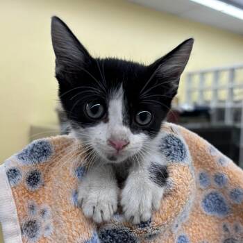 Chess -  Domestic Short Hair Cat for Adoption in West Palm Beach, Florida - Chess | PetCurious