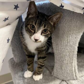 Boo Berry -  Domestic Short Hair Cat for Adoption in Bedford, New Hampshire - Boo Berry | PetCurious