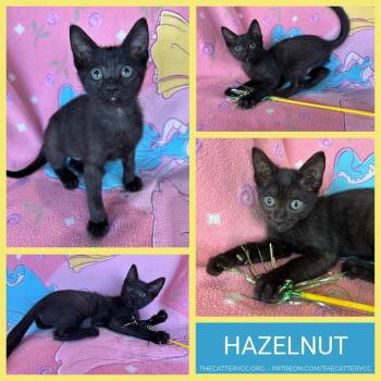 Hazelnut -  Domestic Short Hair Cat for Adoption in Corpus Christi, Texas - Hazelnut | PetCurious