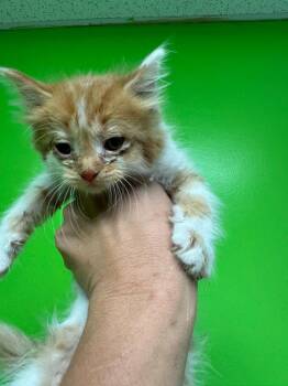 Cinder -  Domestic Medium Hair Cat for Adoption in Johnson City, Tennessee - Cinder | PetCurious