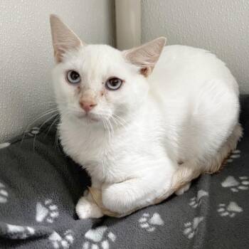 Flameo Hotman -  Siamese and Domestic Short Hair Cat for Adoption in Brighton, Missouri - Flameo Hotman | PetCurious
