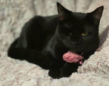 Faire -  Domestic Short Hair Cat for Adoption in Stoughton, Wisconsin - Faire | PetCurious