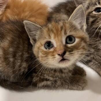 Monkey -  Domestic Medium Hair and Domestic Short Hair Cat for Adoption in Washburn, Missouri - Monkey | PetCurious