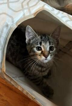 Fern -  Domestic Short Hair Cat for Adoption in Kenosha, Wisconsin - Fern | PetCurious