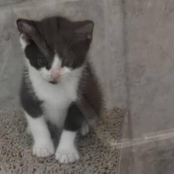 Wilbur -  Domestic Short Hair Cat for Adoption in Richmond, Virginia - Wilbur | PetCurious