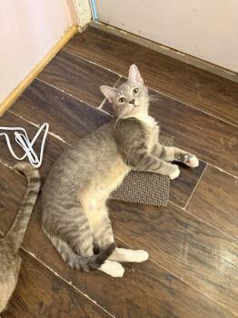 Thimble -  Domestic Short Hair Cat for Adoption in West Mifflin, Pennsylvania - Thimble | PetCurious