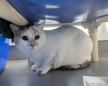 Domestic Short Hair Cats Available for Adoption in Barron, Wisconsin - Annie | PetCurious