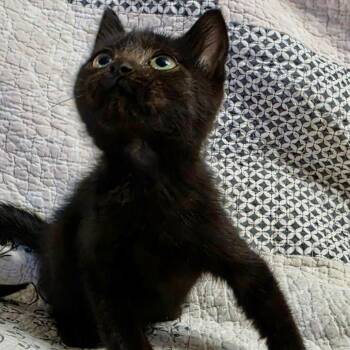 Bennett -  Domestic Short Hair Cat for Adoption in NEW PT RICHEY, Florida - Bennett | PetCurious
