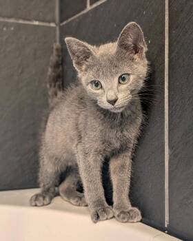 Ash -  Russian Blue Cat for Adoption in Grand Haven, Michigan - Ash | PetCurious