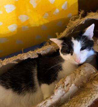 Rescue Domestic Short Hair Cats for Adoption in Springfield, Illinois - Dominic | PetCurious