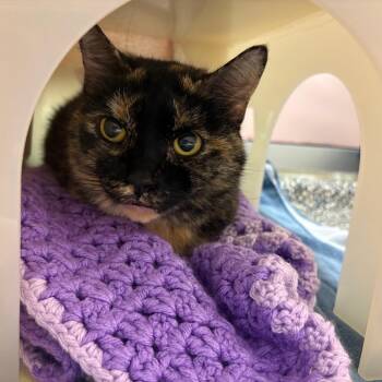 Amarreto -  Domestic Short Hair Cat for Adoption in Fairport, New York - Amarreto | PetCurious