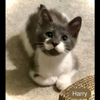 Harry -  Domestic Short Hair Cat for Adoption in Chalfont, Pennsylvania - Harry | PetCurious
