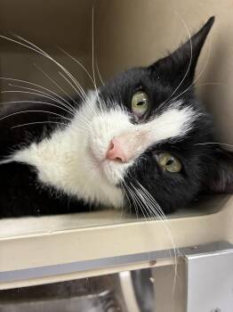 Domestic Short Hair Cats Available for Adoption - Rosebud - Available 3/29 | PetCurious