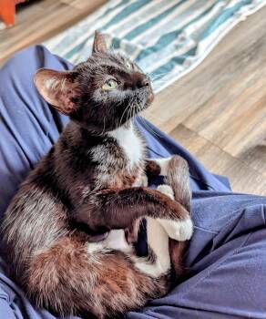Boogie (young lap kitty) -  Domestic Short Hair Cat for Adoption in Port Orange, Florida - Boogie (young Lap Kitty) | PetCurious