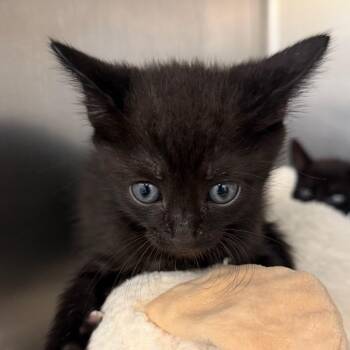Phineas -  Domestic Short Hair Cat for Adoption in West Palm Beach, Florida - Phineas | PetCurious