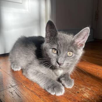 TROY -  Domestic Short Hair Cat for Adoption - TROY | PetCurious
