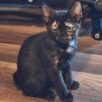 Noodle -  Domestic Short Hair Cat for Adoption in Austin, Texas - Noodle | PetCurious