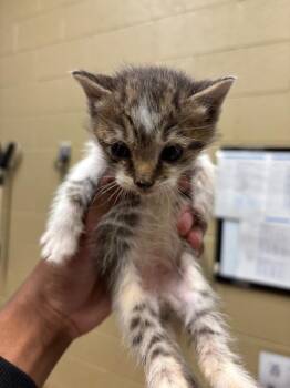Cleo -  American Bobtail Cat Available for Adoption in Douglasville, Georgia - Cleo | PetCurious