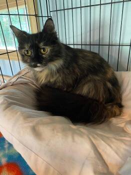 Rescue British Longhair Cats for Adoption in New Blaine, Arkansas - Mildred | PetCurious