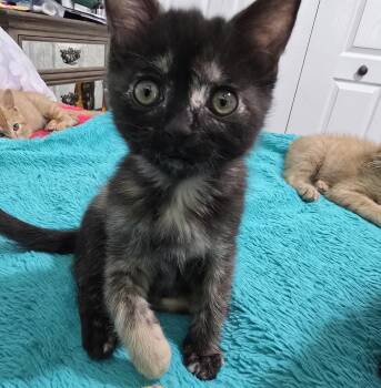 Suki -  Tortoiseshell Cat for Adoption in Cottonwood Heights, Utah - Suki | PetCurious