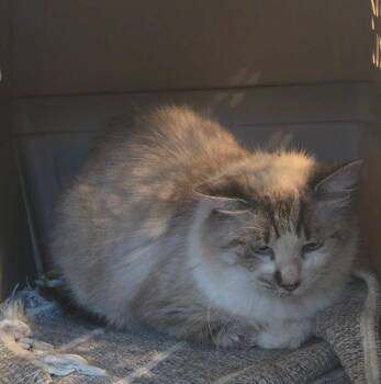Graycie -  Domestic Long Hair Cat for Adoption in Raleigh, North Carolina - Graycie | PetCurious