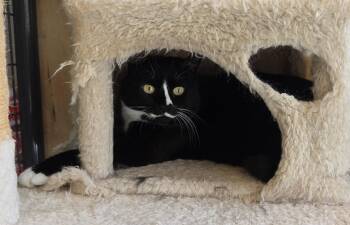 Dior -  Domestic Short Hair Cat for Adoption - Dior | PetCurious