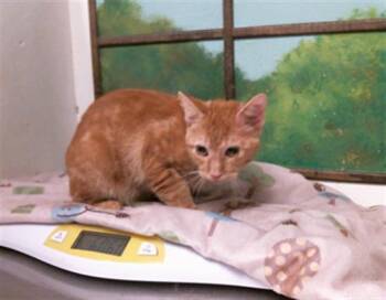 A2094399 -  Domestic Short Hair Cat for Adoption in Houston, Texas - A2094399 | PetCurious