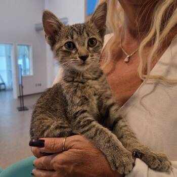 Fredward -  Domestic Short Hair Cat for Adoption in Brentwood, Missouri - Fredward | PetCurious