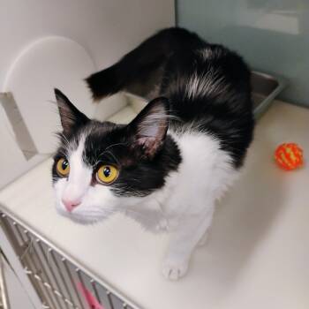 Rescue Domestic Medium Hair Cats for Adoption in Show Low, Arizona - Inky | PetCurious