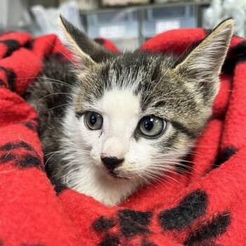 Rescue Domestic Short Hair Cats for Adoption in Windsor, Virginia - Hoodie | PetCurious