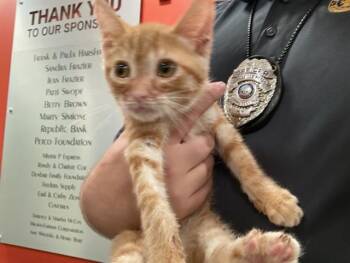 JACK SKELLINGTON -  Domestic Short Hair Cat for Adoption in Louisville, Kentucky - JACK SKELLINGTON | PetCurious