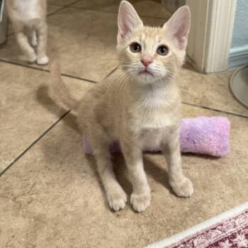 Pigeon -  Domestic Short Hair Cat for Adoption in Chandler, Arizona - Pigeon | PetCurious