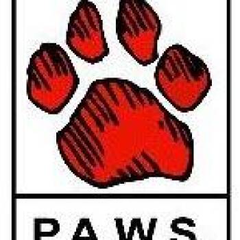 Cash -  Domestic Short Hair Cat for Adoption in Greenfield, Indiana - Cash | PetCurious